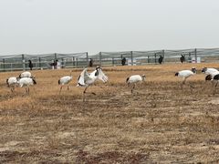 -盐城丹顶鹤湿地生态旅游区