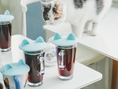 -喵的天空名猫咖啡馆·撸猫·猫舍·用品