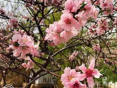 -桃花堤公园