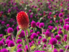 -花开海上生态园