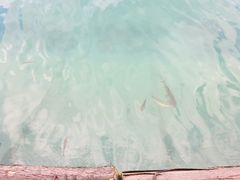-武陵山森林公园