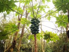 -南宁良凤江国家森林公园