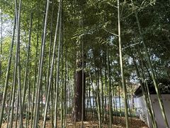 -秋霞圃