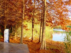 -溱湖国家湿地公园