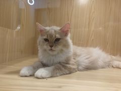 -屋虎猫馆(宝安大仟里店)