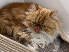 -怪兽屋·羊驼·猫咖·狗咖(俊华广场店)