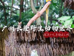 -广州长隆野生动物世界