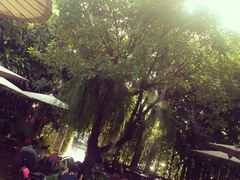 -Fern Forest Cafe