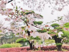-武汉大学-樱园