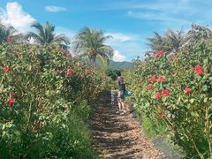 -亚龙湾国际玫瑰谷