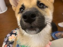 -豆柴町-柴犬主题狗咖(红鼎国际C座店)