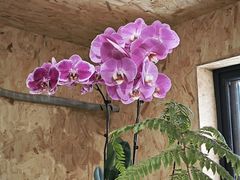 -Rabbit Cafe私房西餐甜点咖啡(栖霞路店)