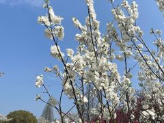 -苏州上方山国家森林公园