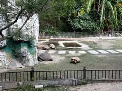 -广东惠东海龟国家级自然保护区