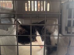 -芭比堂爱心动物医院(柯桥康爱分院)