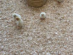 -怪兽屋·羊驼·猫咖·狗咖(俊华广场店)