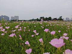 -洋湖国家湿地公园