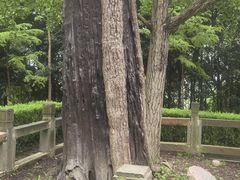 -上海佘山国家森林公园天马山园