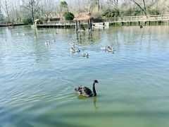 -溱湖国家湿地公园