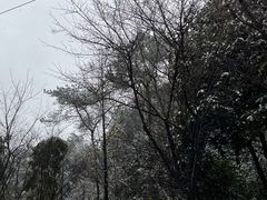 -铁山坪森林公园