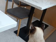 -喵园·猫主题咖啡厅·撸猫·猫咖(国贸店)