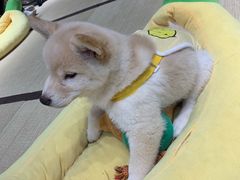 -逗柴咖啡屋·狗咖猫咖宠物桌游