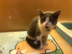 -Pets First伊珊娜洗护·精致美容·家庭式寄养(新会路店)