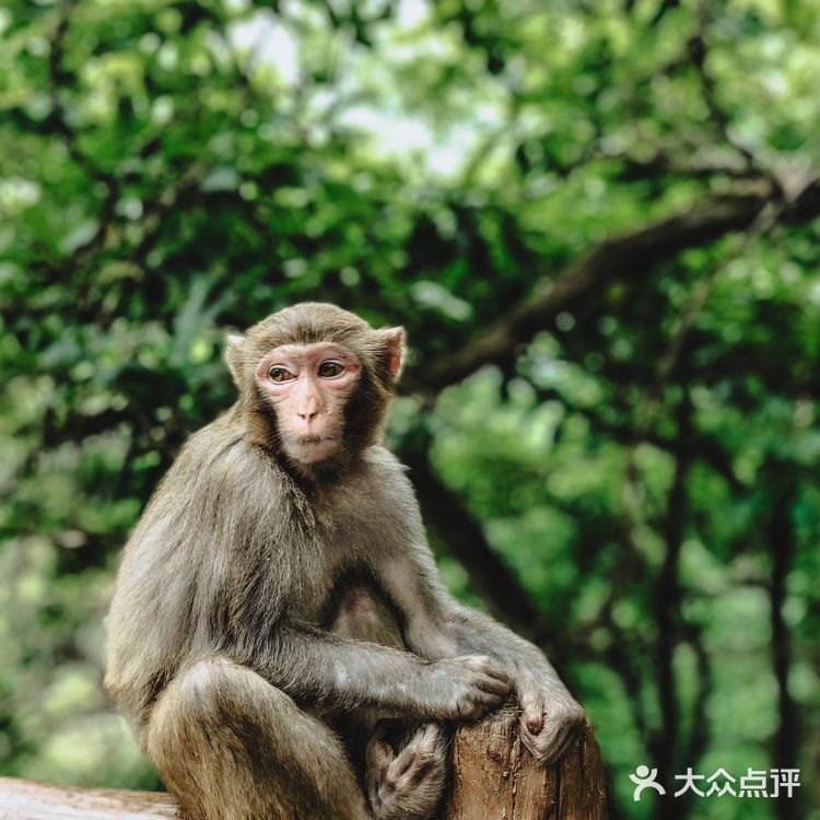 张家界国家森林公园·零基础上手轻松玩转😁