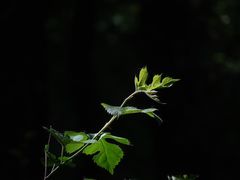 -阳台山自然风景区