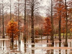 -池杉湖湿地公园