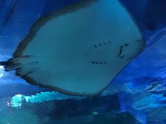 -石家庄海洋公园