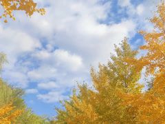 -长白岛森林公园