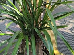 -普洱太阳河森林公园