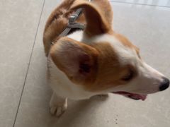 -瑞派福兴宠物医院犬猫全科·骨科·中西医结合(河东店)