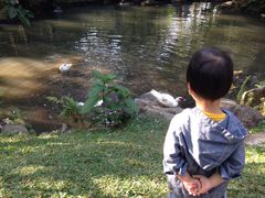 小儿欣赏鸭子戏水-七仙岭君澜度假酒店