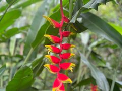 -中国科学院西双版纳热带植物园