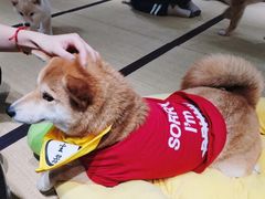 -逗柴咖啡屋·狗咖猫咖宠物桌游