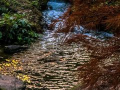 -重庆彩云湖湿地公园