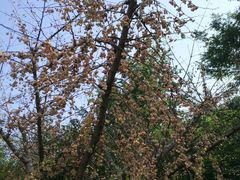 景点-同里国家湿地公园