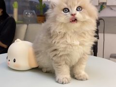 -lincat·猫舍(广州店)