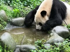 -都江堰中华大熊猫苑