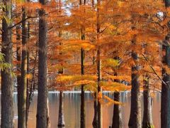 -白鹭湾湿地公园