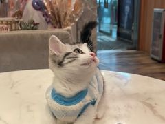 -袖虎·猫馆(体育西路店)