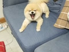 -申普宠物医院·心脏介入·心血管微创(总院)