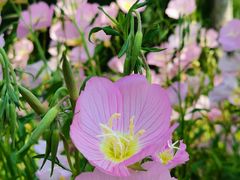 -玄武湖景区-情侣园游乐场