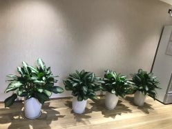 -爱帝宫月子中心(罗湖别墅院)