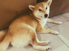 -柴务处·柴犬主题狗咖