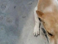 -创凡宠物医院·骨专科  猫科中心(西乡分院)
