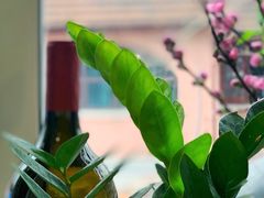 -蝶舍·MAISON PAPILLON