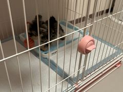 -翊宠yipet猫狗购宠庄园犬舍•猫舍